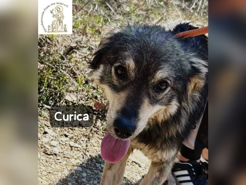 Curica – sucht Menschen, die ihr zeigen, wie sich Zuhause anfühlt!