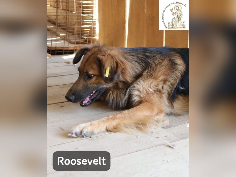 Roosevelt – ein Lächeln auf vier Pfoten!