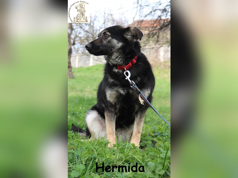 Hermida - hat einen Platz in ihrem Herzen frei