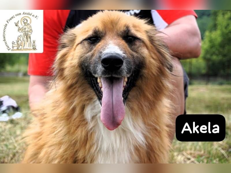 Akela – Will der beste Junge für seine Menschen werden!