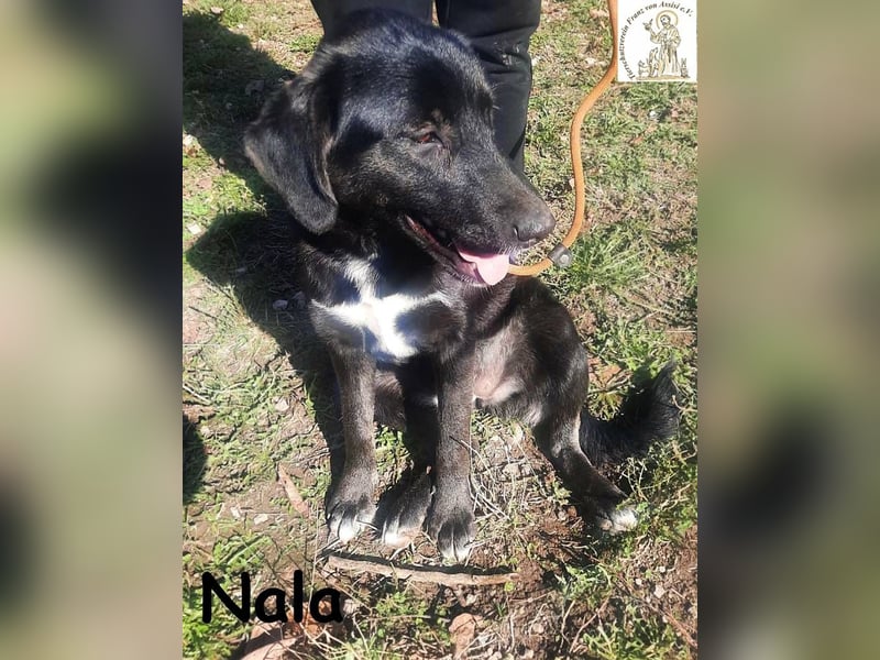Nala – mit ihr macht dein Alltag Purzelbäume!