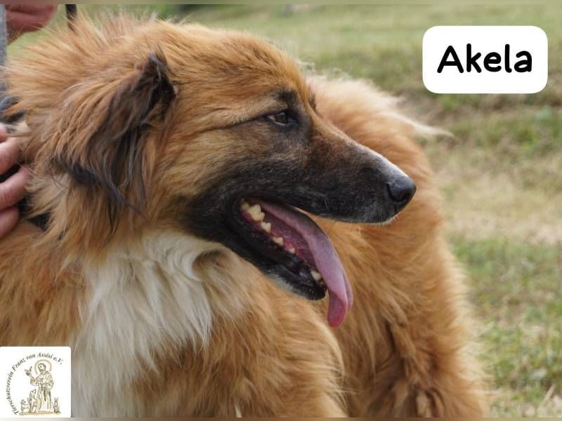 Akela – Will der beste Junge für seine Menschen werden!