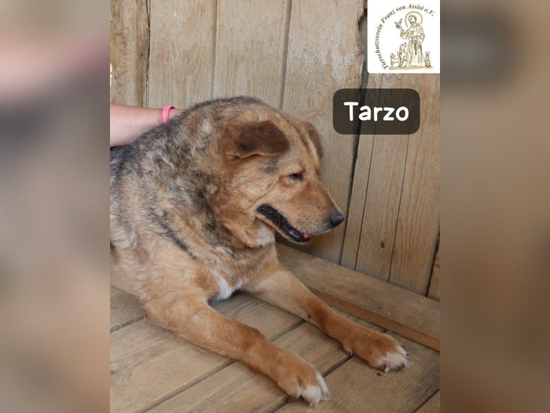 Tarzo – ein Herz voller Jahre, das Ruhe verdient!
