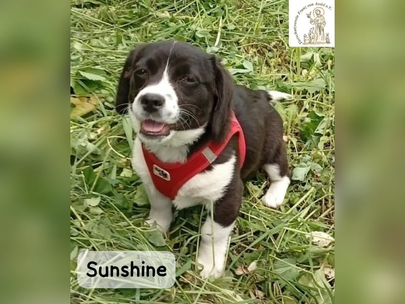 Sunshine – ein kleines Lächeln auf vier Pfoten!