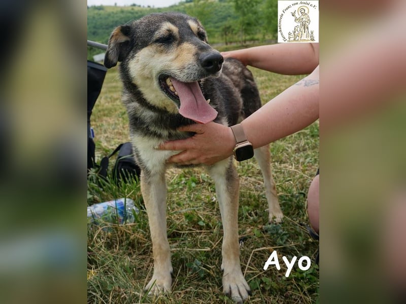Ayo – Abenteuerlustig und Lernbereit