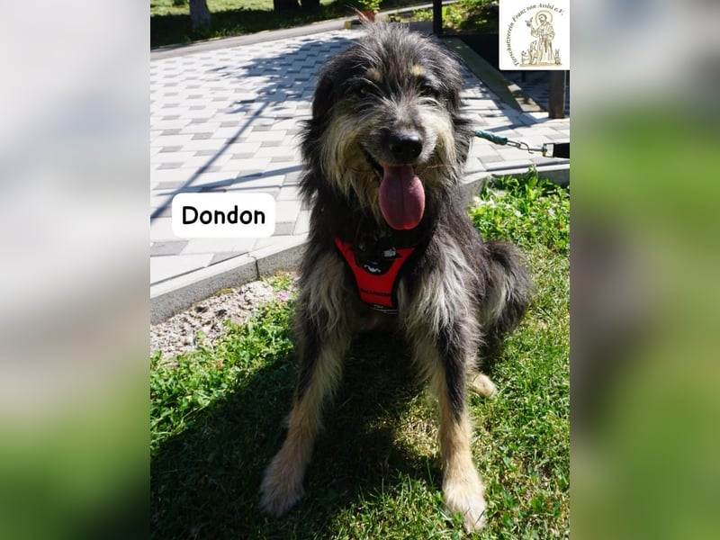 Dondon – ein Hund, der nicht laut sein muss, um besonders zu sein!