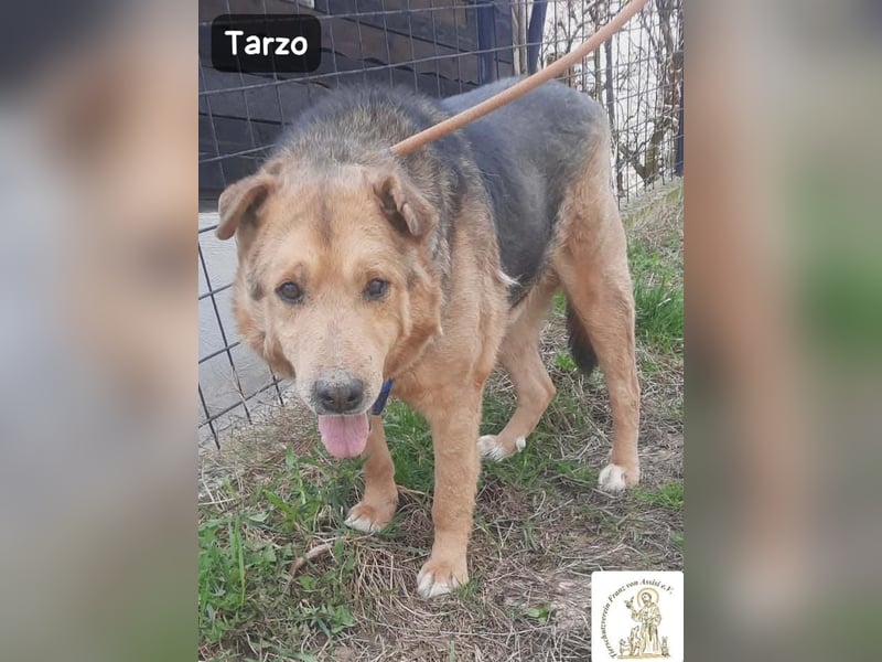 Tarzo – Ein Herz voller Jahre, das Ruhe verdient!