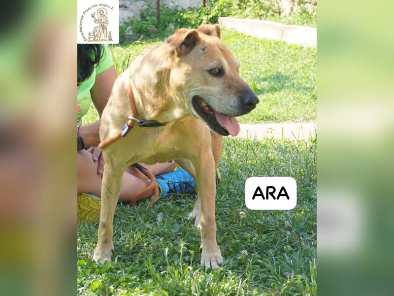 Ara – Narben vom Leben, doch ihre Seele blieb rein!