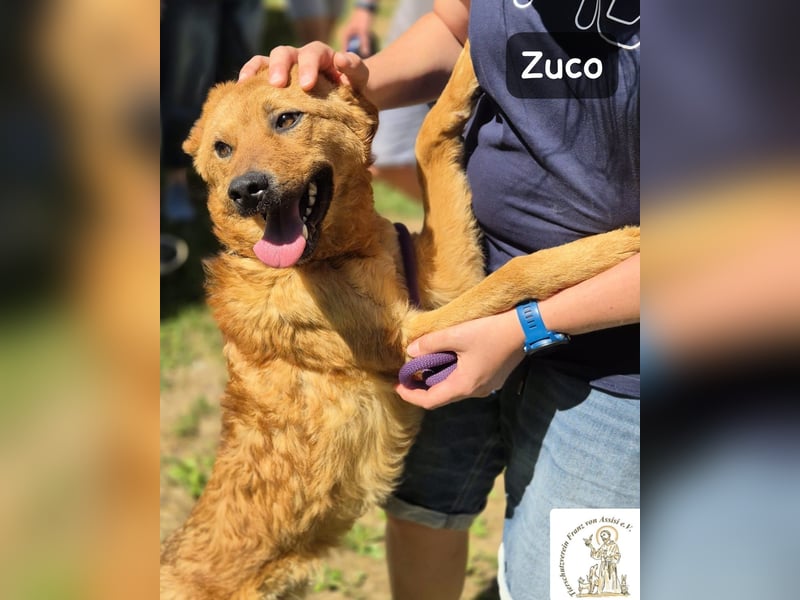 Zuco – jung, klug, charmant – und ziemlich bereit fürs Zuhause!