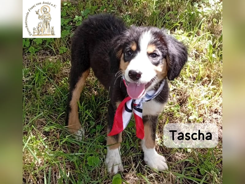 Tascha – heute wäre ein guter Tag, um ein Zuhause zu finden!