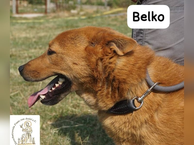 Belko – der Kumpel, auf den man gewartet hat!