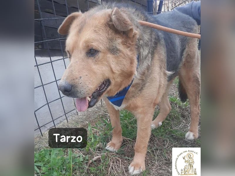 Tarzo – Ein Herz voller Jahre, das Ruhe verdient!