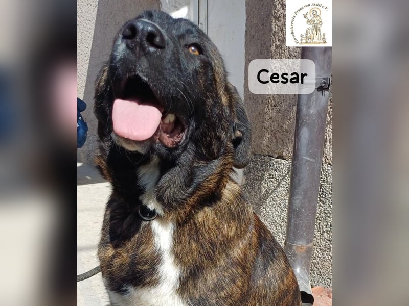 Cesar – ein großer Junge mit Honig im Herzen!