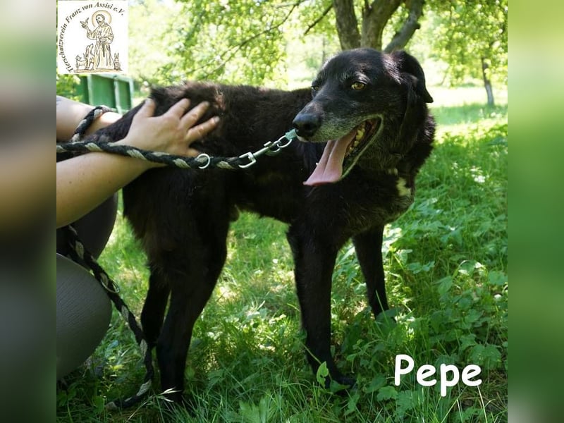 Pepe – Ein Seelentröster, ein Begleiter der nichts verlangt und alles gibt!
