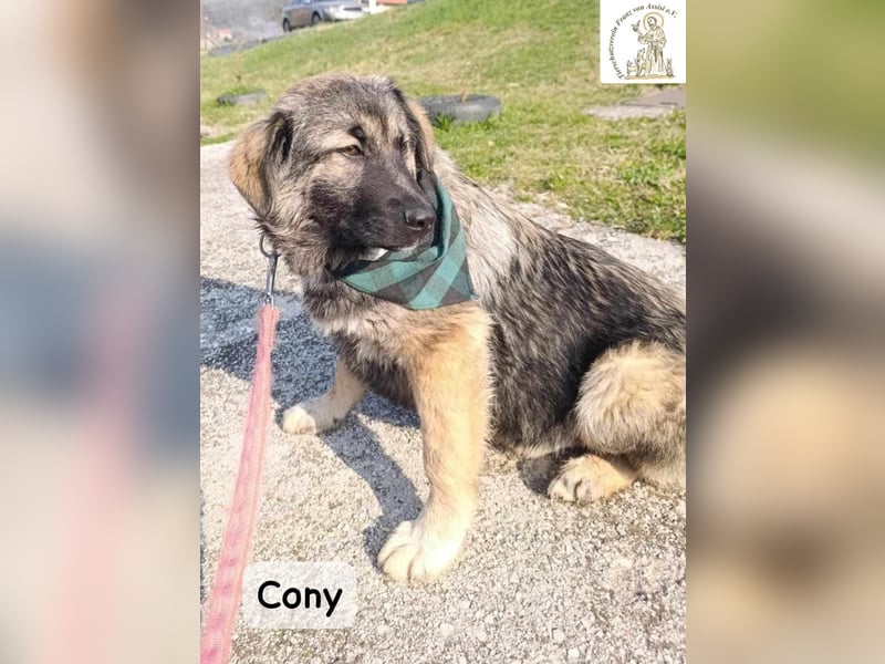 Cony – das Abenteuer beginnt hier!