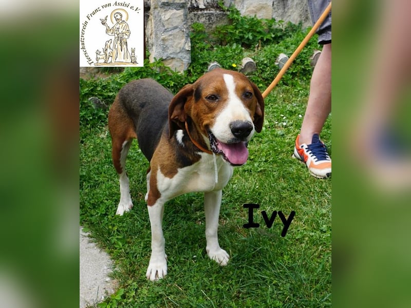 Ivy – bunte Pfotenpower und eine Mission: deine beste Freundin werden!