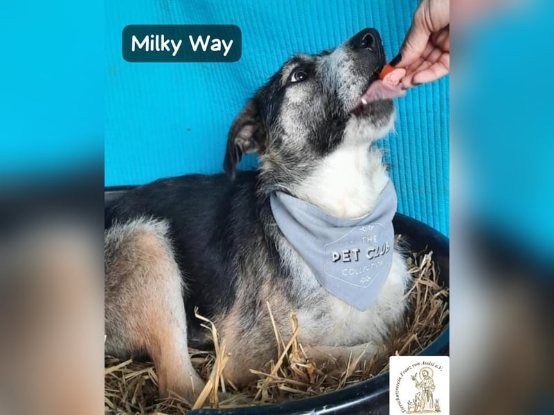 Milky Way – nicht laut, aber genau richtig!