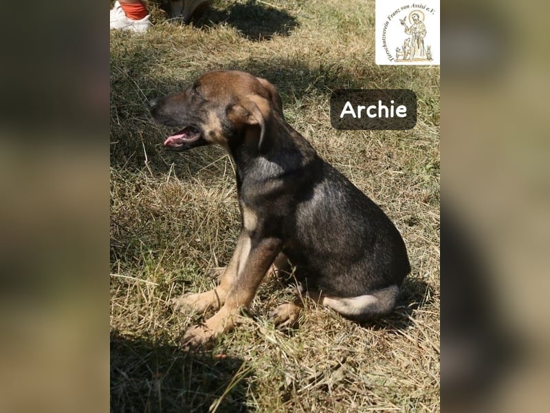 Archie – kleine Pfoten, große Aufgabe, großes Glück!
