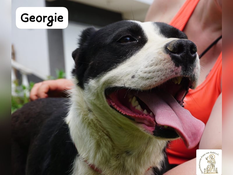 Georgie – Chaos im Herzen? Nein – nur pure Lebensfreude!