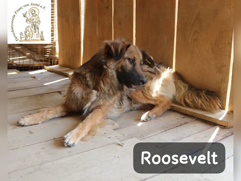 Roosevelt – ein Lächeln auf vier Pfoten!