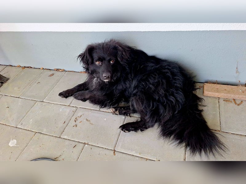 Nero – Herzensbrecher mit viel Charme und einigen Flausen im Kopf!