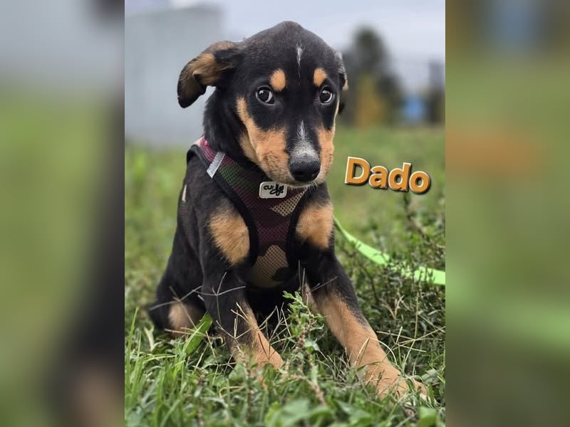 Dado ❤️megasüßes Hundebaby