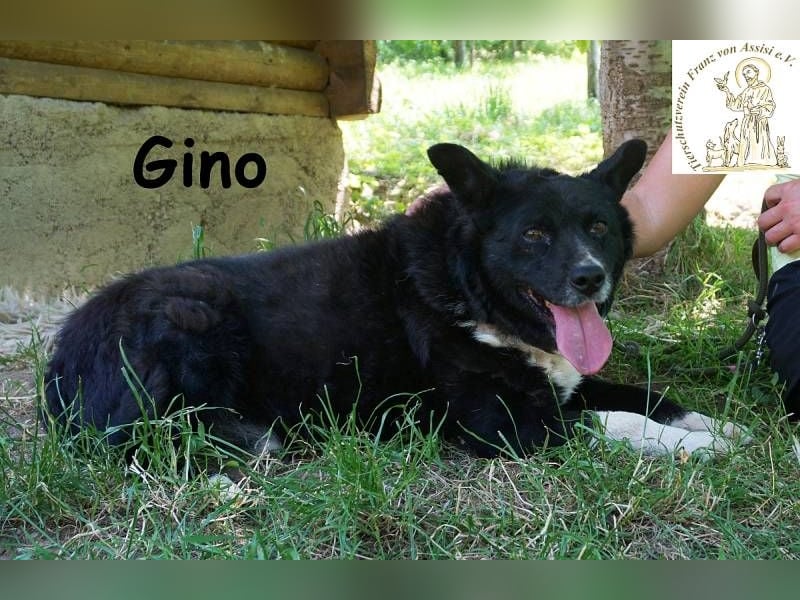 Gino – kleiner Hund, der zeigt, dass Liebe stärker ist als jede Narbe!