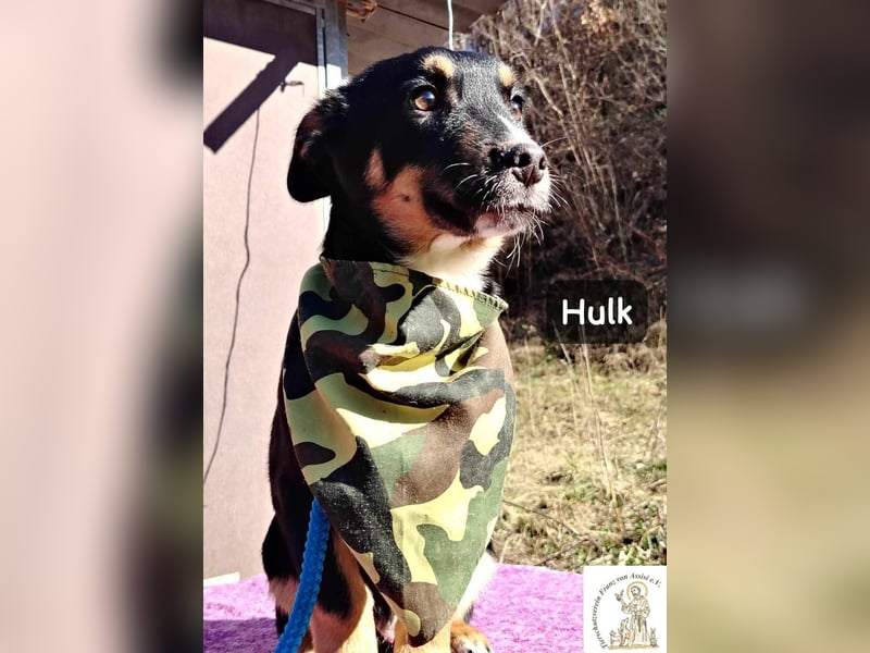 Hulk – niedlich? Ja. Unschuldig? Eher nicht!