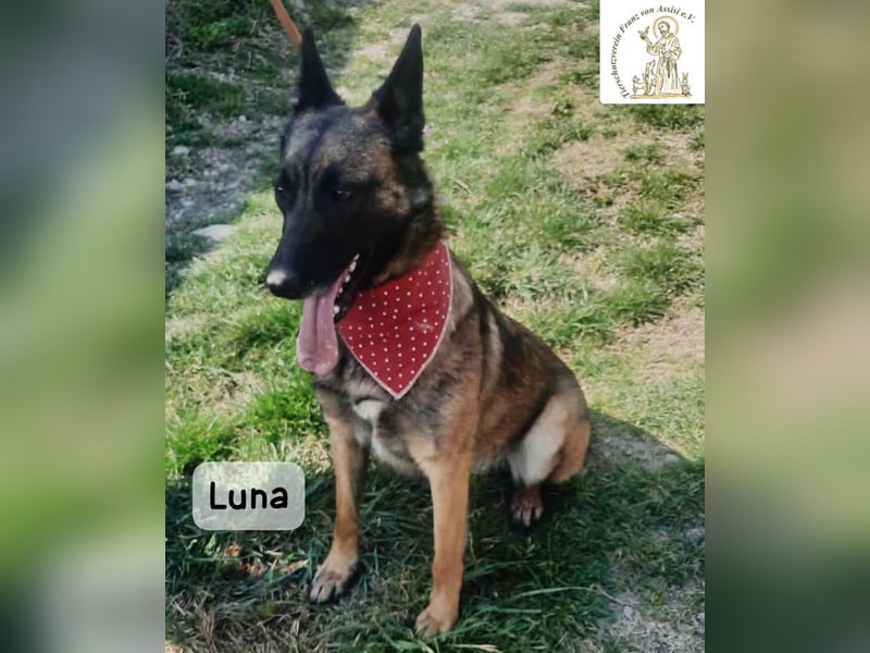Luna – Köpfchen, Power und definitiv Pfeffer im Hintern!