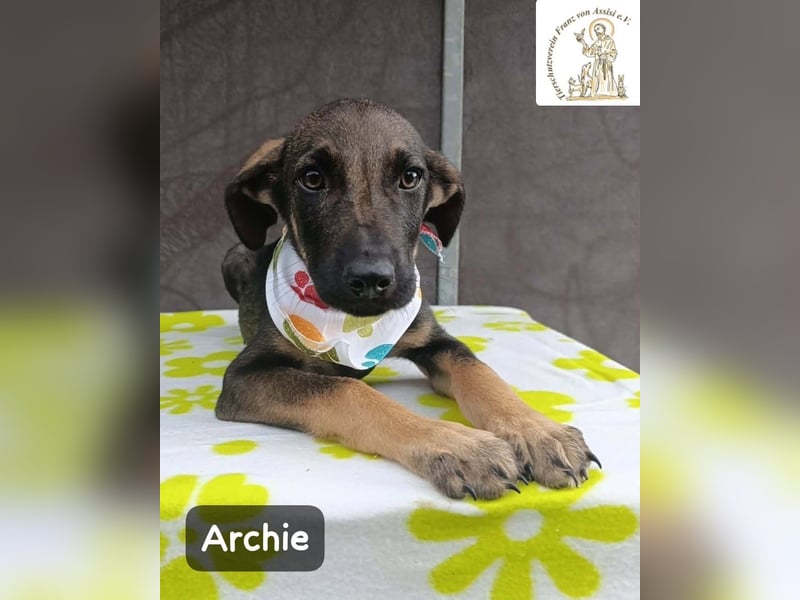 Archie – kleine Pfoten, große Aufgabe, großes Glück!