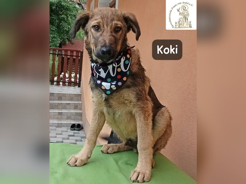 Koki – Wer Abenteuer sucht, sollte jetzt weiterlesen!
