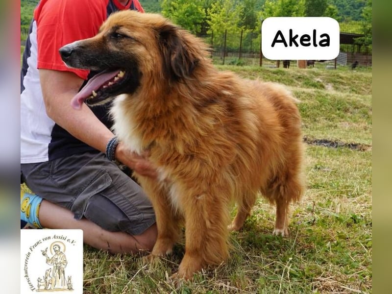 Akela – Will der beste Junge für seine Menschen werden!