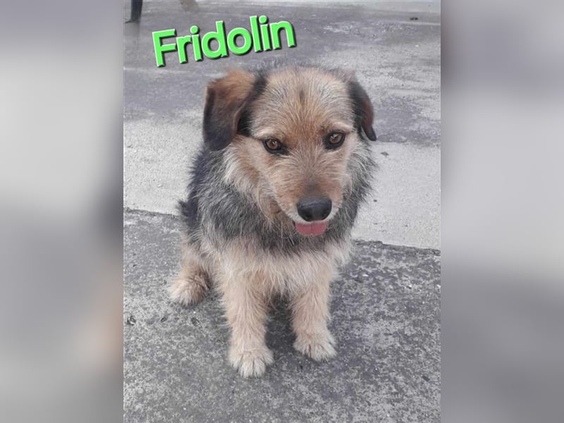❤️ Fridolin