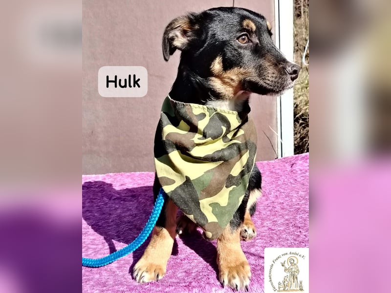 Hulk – niedlich? Ja. Unschuldig? Eher nicht!