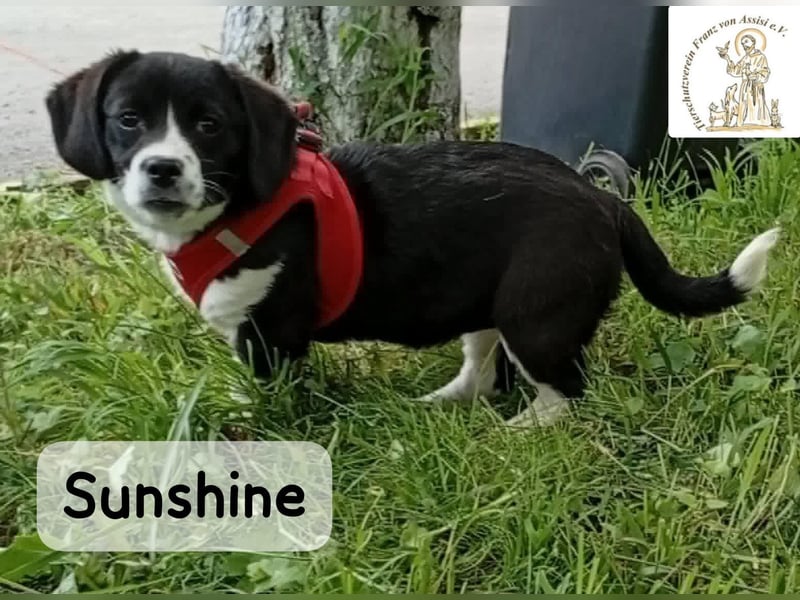Sunshine – ein kleines Lächeln auf vier Pfoten!