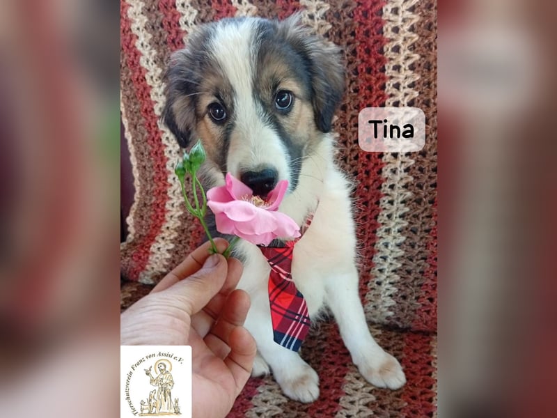 Tina – Manchmal braucht das Glück nur ein kleines Körbchen!