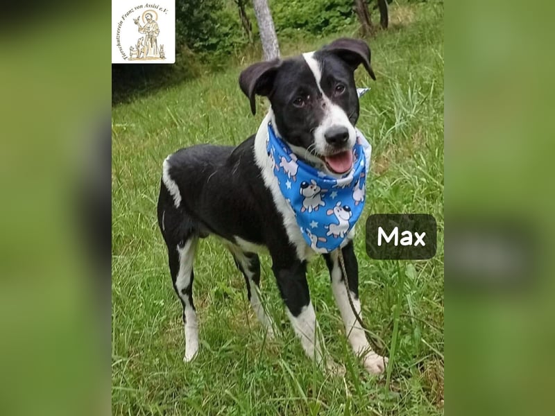 Max – seine zweite Chance auf ein wundervolles Leben!