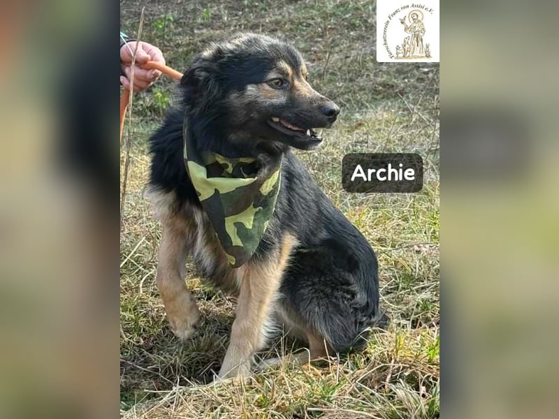Archie – der Moment, in dem ein Hund dein Leben verändert!
