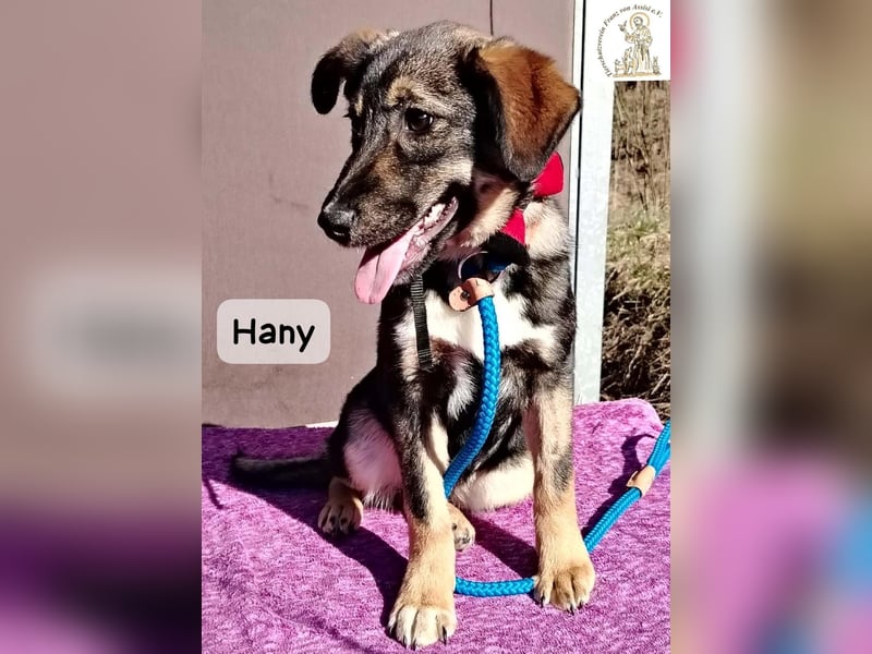 Hany – neugierig, frech und unwiderstehlich!