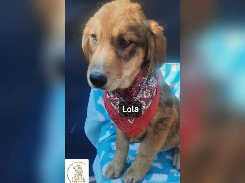 Lola – tapsig, neugierig und ganz viel Liebe!