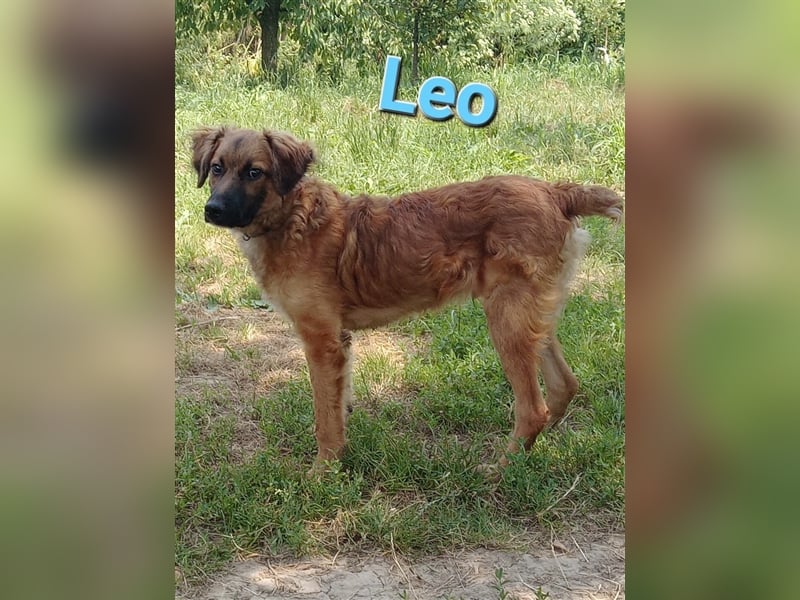 ❤️ Leo