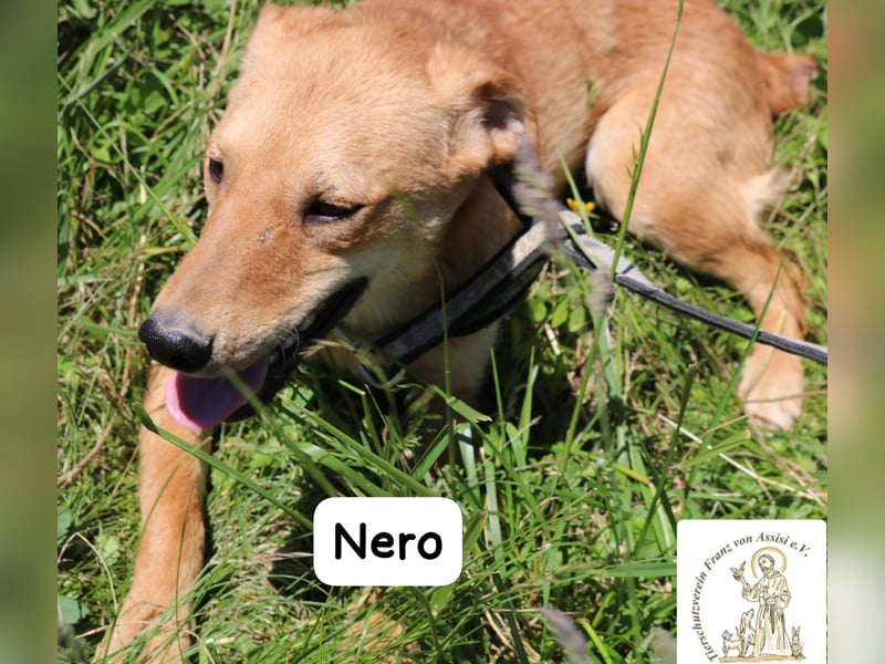 Nero – Klein genug zum Kuscheln, groß genug fürs Abenteuer! Nero – Klein genug zum Kuscheln, groß genug fürs Abenteuer!