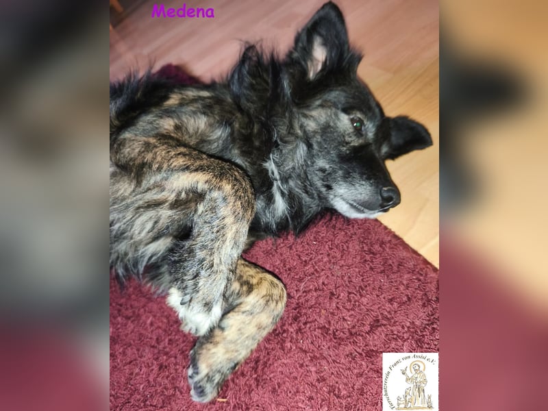 Medena –  die charmante Hündin