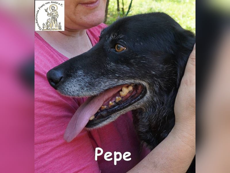 Pepe – Ein Seelentröster, ein Begleiter der nichts verlangt und alles gibt!