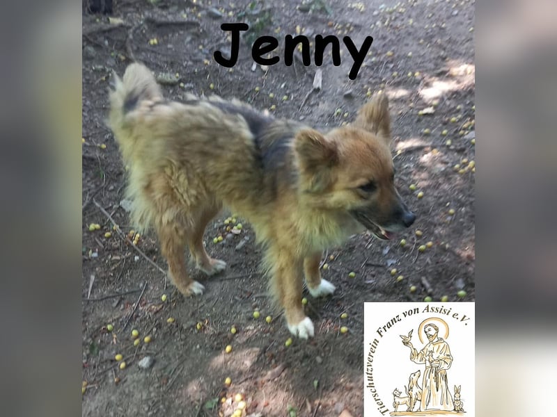 Jenny - sanfter Kuschelwuschel sucht neues Zuhause