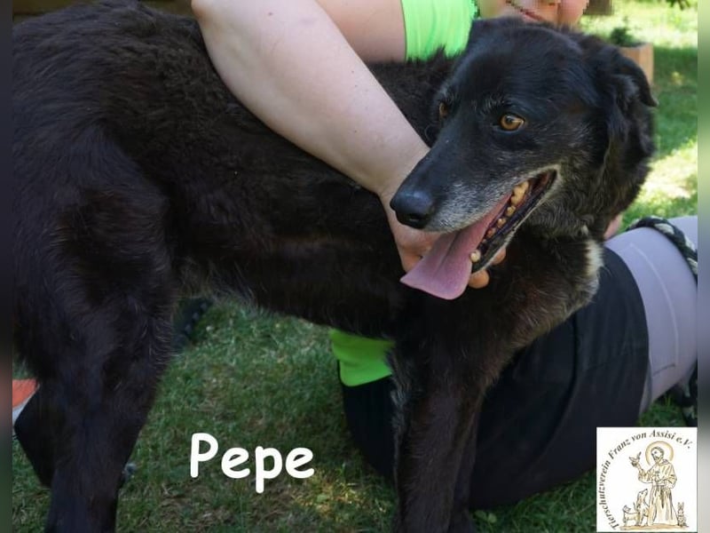 Pepe – Ein Seelentröster, ein Begleiter der nichts verlangt und alles gibt!