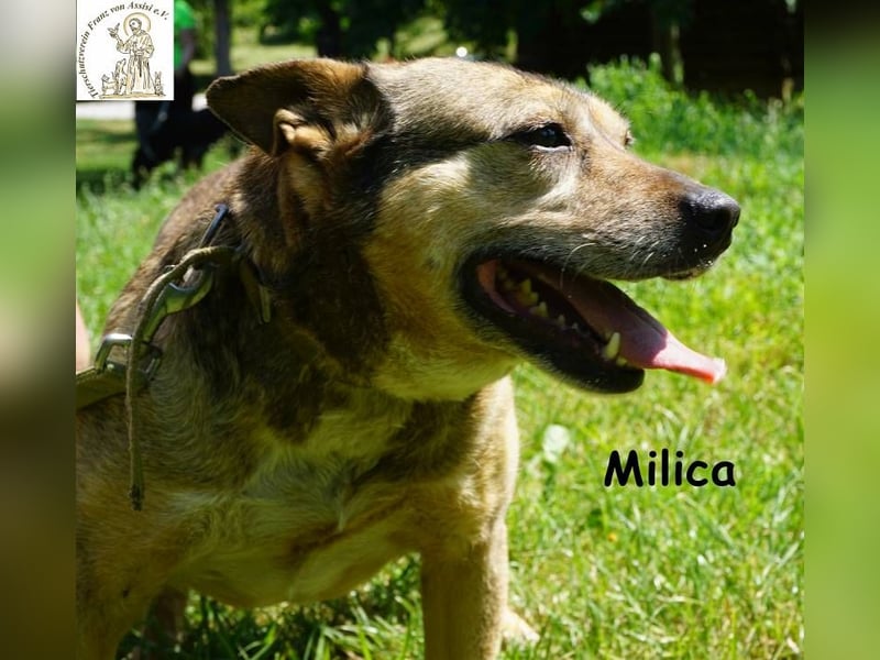 Milica – Endlich wälzen im Gras, endlich frei – mit Dir!