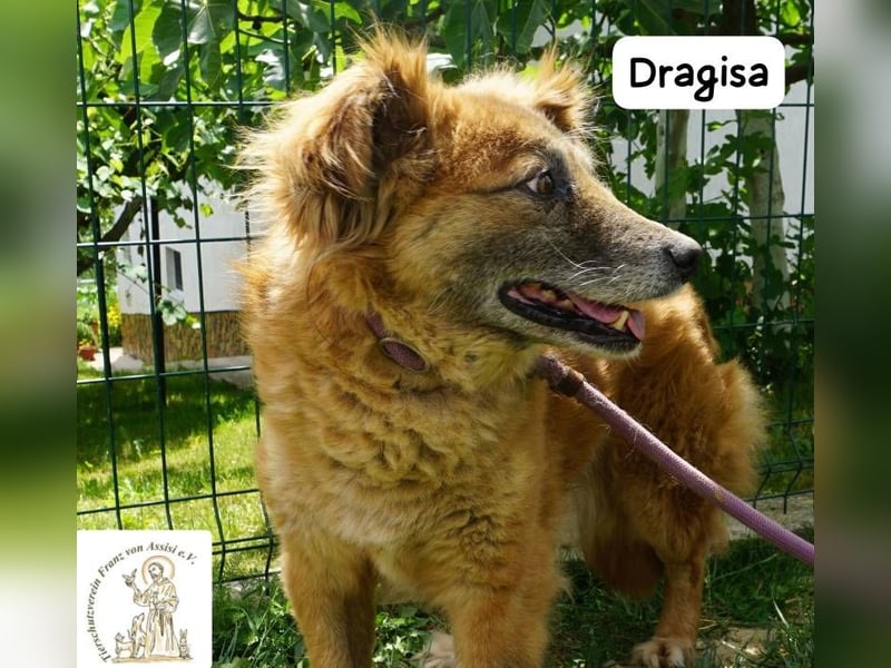 DRAGISA – sanftmütiger Oldie zum Verlieben