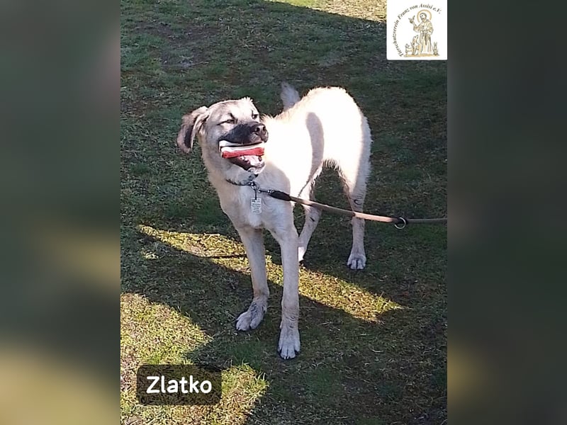 Zlatko – Hauptberuf: Herzensbrecher. Nebenjob: Gute-Laune-Beauftragter!