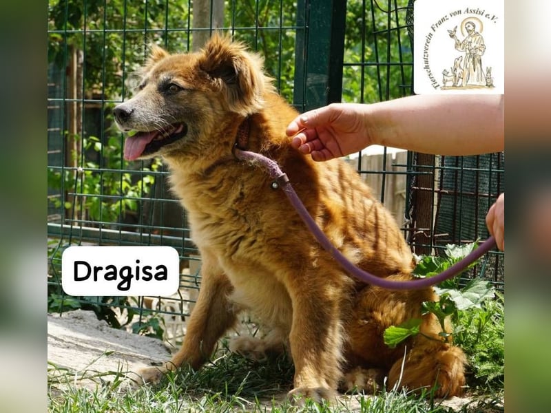 DRAGISA – sanftmütiger Oldie zum Verlieben